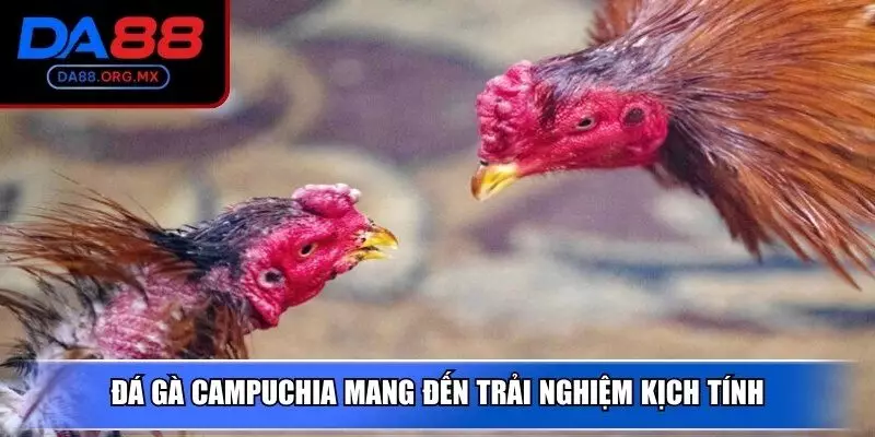 Đá gà Campuchia mang đến trải nghiệm kịch tính